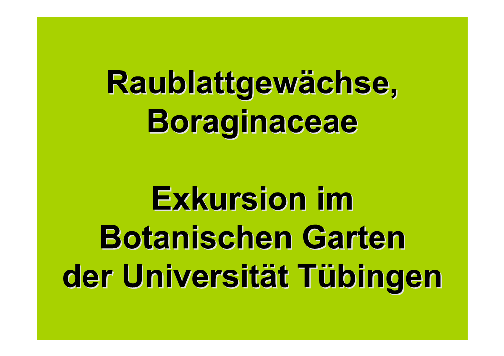 Raublattgewächse, Boraginaceae Exkursion Im Botanischen Garten