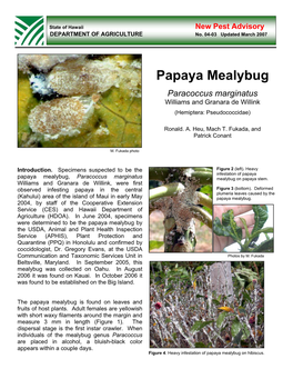 Papaya Mealybug