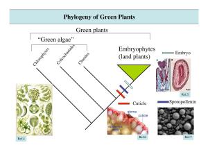 Phylogeny of Green Plants Embryophytes (Land Plants) “Green