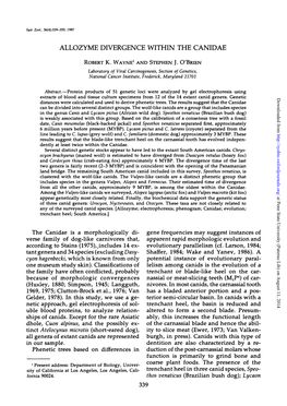 Allozyme Divergence Within the Canidae