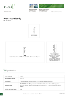 PRMT8 Antibody Cat