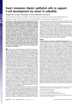 Foxn1 Maintains Thymic Epithelial Cells to Support T-Cell Development Via Mcm2 in Zebra Fish