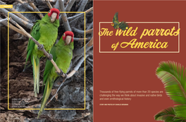 The Wild Parrots of America