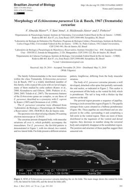 Morphology of Echinostoma Paraensei Lie & Basch, 1967 (Trematoda) Cercariae