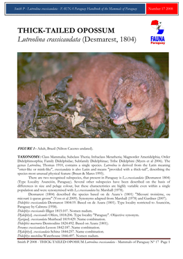 THICK-TAILED OPOSSUM Lutreolina Crassicaudata (Desmarest, 1804)