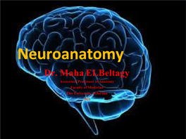 Neuroanatomy Dr