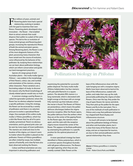 Pollination Biology in Ptilotus