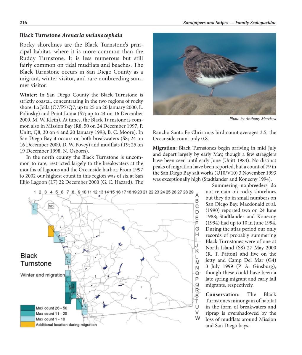 Black Turnstone Arenaria Melanocephala Rocky Shorelines Are the Black Turnstone’S Prin- Cipal Habitat, Where It Is More Common Than the Ruddy Turnstone