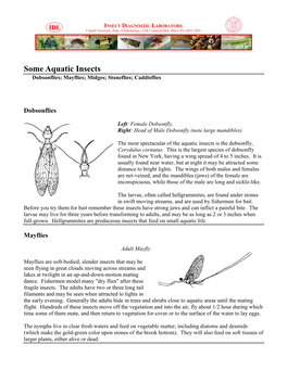 Some Aquatic Insects Dobsonflies; Mayflies; Midges; Stoneflies; Caddisflies