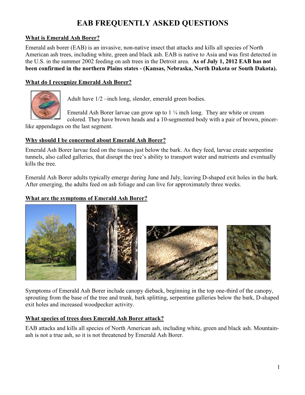 Emerald Ash Borer