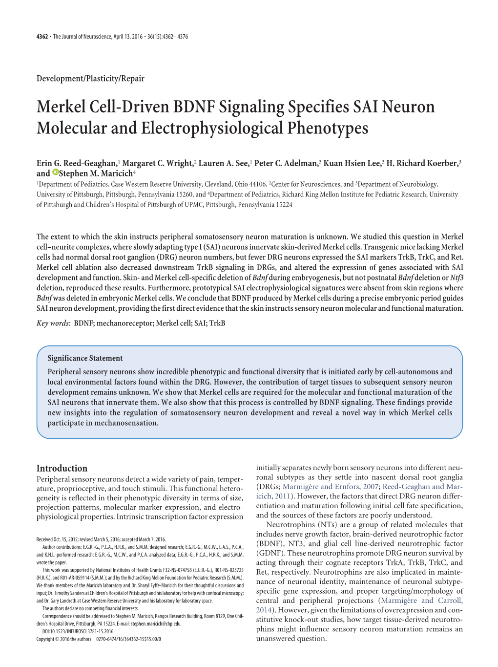 Merkel Cell-Driven BDNF Signaling Specifies SAI Neuron Molecular and Electrophysiological Phenotypes