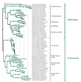 Euryarchaeota TACK Group