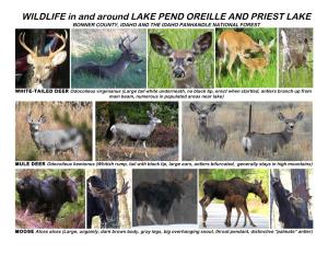 WILDLIFE in and Around LAKE PEND OREILLE and PRIEST LAKE BONNER COUNTY, IDAHO and the IDAHO PANHANDLE NATIONAL FOREST