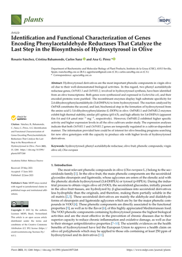 Identification and Functional Characterization of Genes Encoding Phenylacetaldehyde Reductases That Catalyze the Last Step in Th