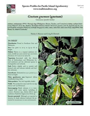 Gnetum Gnemon (Gentum)