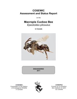 Macropis Cuckoo Bee (Epeoloides Pilosulus) in Canada, Prepared Under Contract with Environment Canada