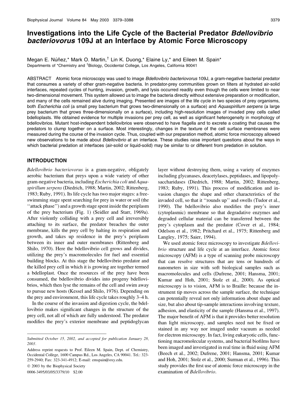 Investigations Into the Life Cycle of the Bacterial Predator Bdellovibrio Bacteriovorus 109J at an Interface by Atomic Force Microscopy