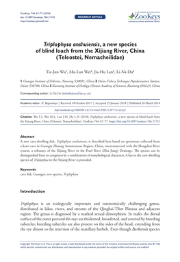 Triplophysa Anshuiensis, a New Species of Blind Loach from the Xijiang River, China (Teleostei, Nemacheilidae)