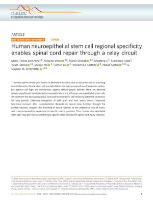Human Neuroepithelial Stem Cell Regional Specificity Enables Spinal Cord Repair Through a Relay Circuit