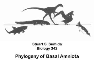 Phylogeny of Basal Amniota What We Used to Think