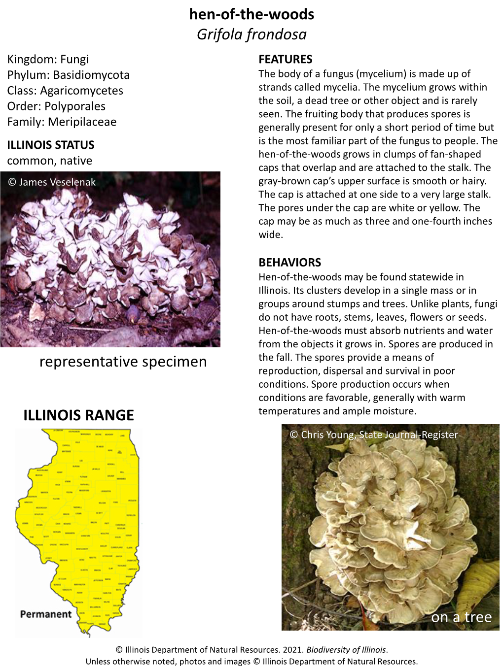 Hen-Of-The-Woods Grifola Frondosa