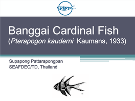 Banggai Cardinal Fish (Pterapogon Kauderni Kaumans, 1933)