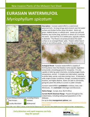 EURASIAN WATERMILFOIL Myriophyllum Spicatum