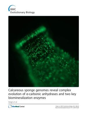 Calcareous Sponge Genomes Reveal Complex Evolution of A-Carbonic