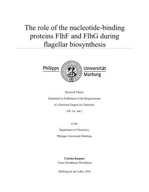 The Role of the Nucleotide-Binding Proteins Flhf and Flhg During Flagellar Biosynthesis