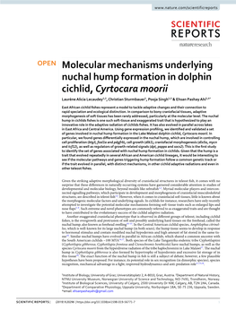 Molecular Mechanisms Underlying Nuchal Hump Formation in Dolphin Cichlid, Cyrtocara Moorii