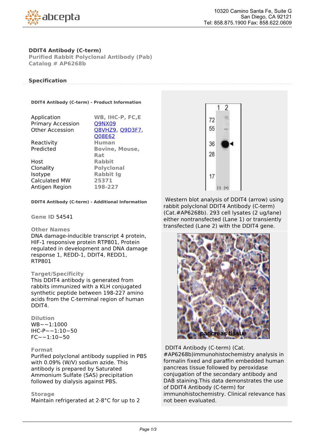 DDIT4 Antibody (C-Term) Purified Rabbit Polyclonal Antibody (Pab) Catalog # Ap6268b