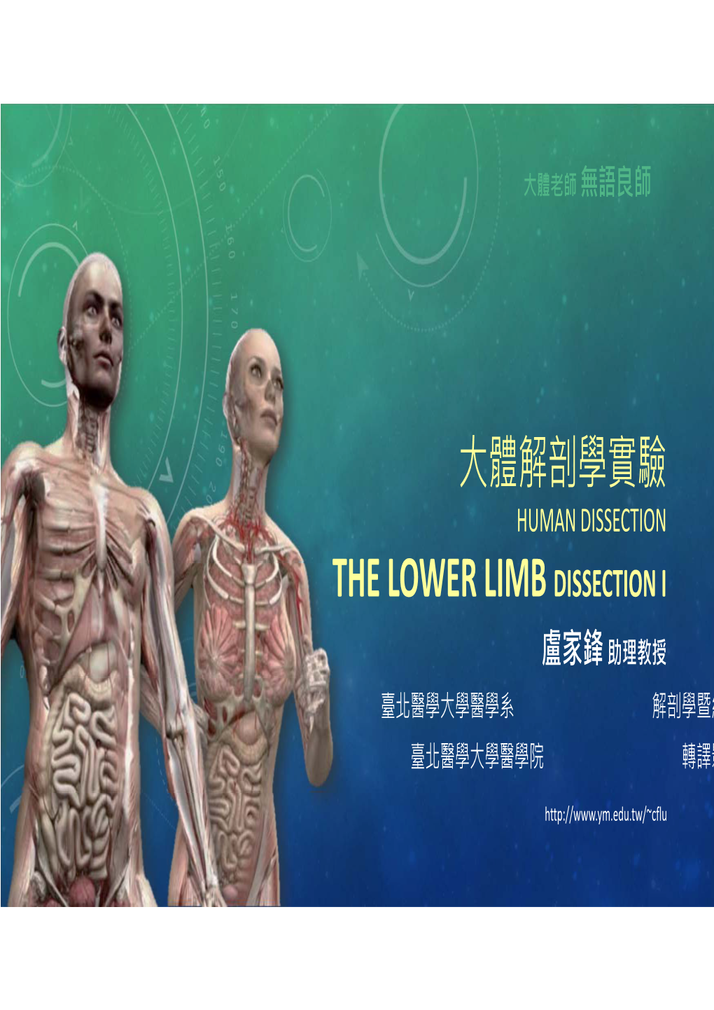 大體解剖學實驗 the Lower Limb Dissection I