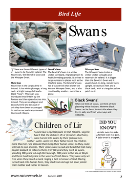 Children of Lir KNOW? Swans Have a Special Place in Irish Folklore