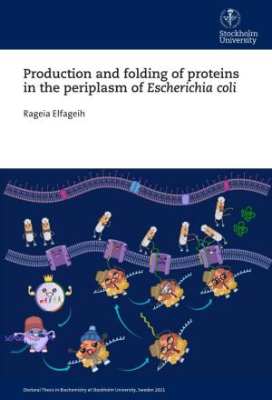 Production and Folding of Proteins in the Periplasm of Escherichia Coli