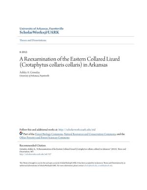 A Reexamination of the Eastern Collared Lizard (Crotaphytus Collaris Collaris) in Arkansas Ashley A