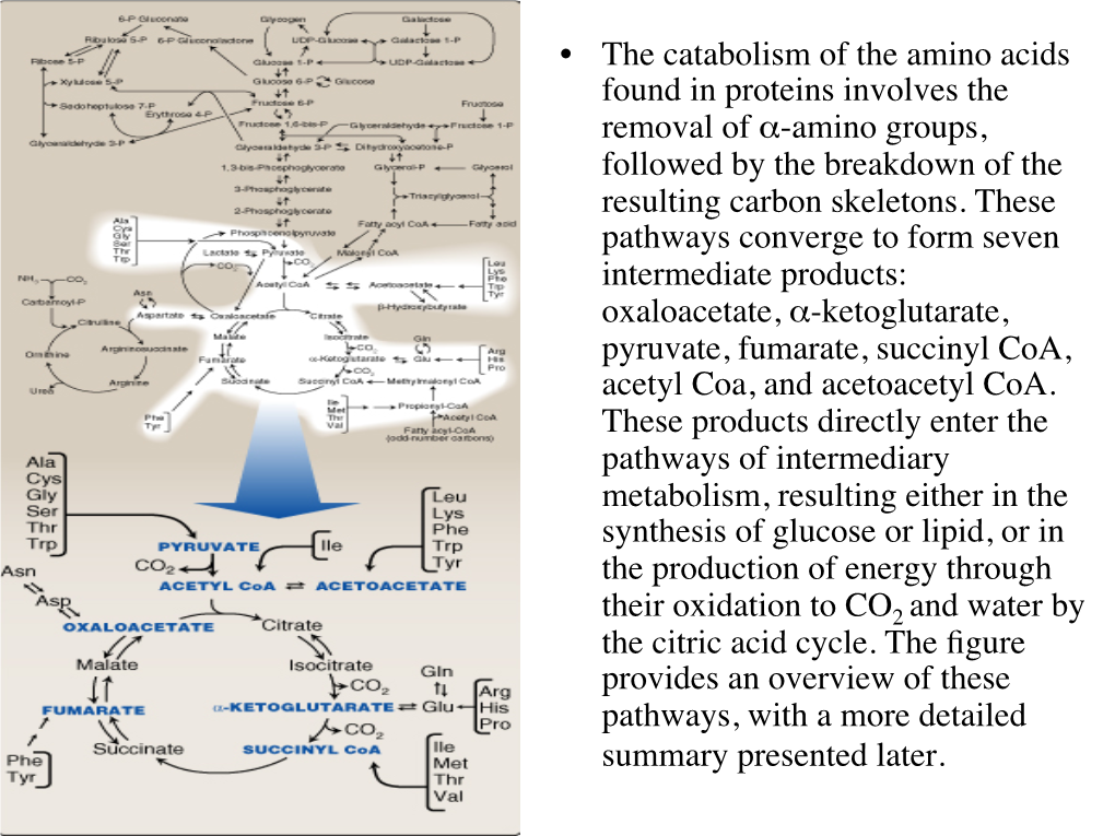 Degradation of Amino Acids