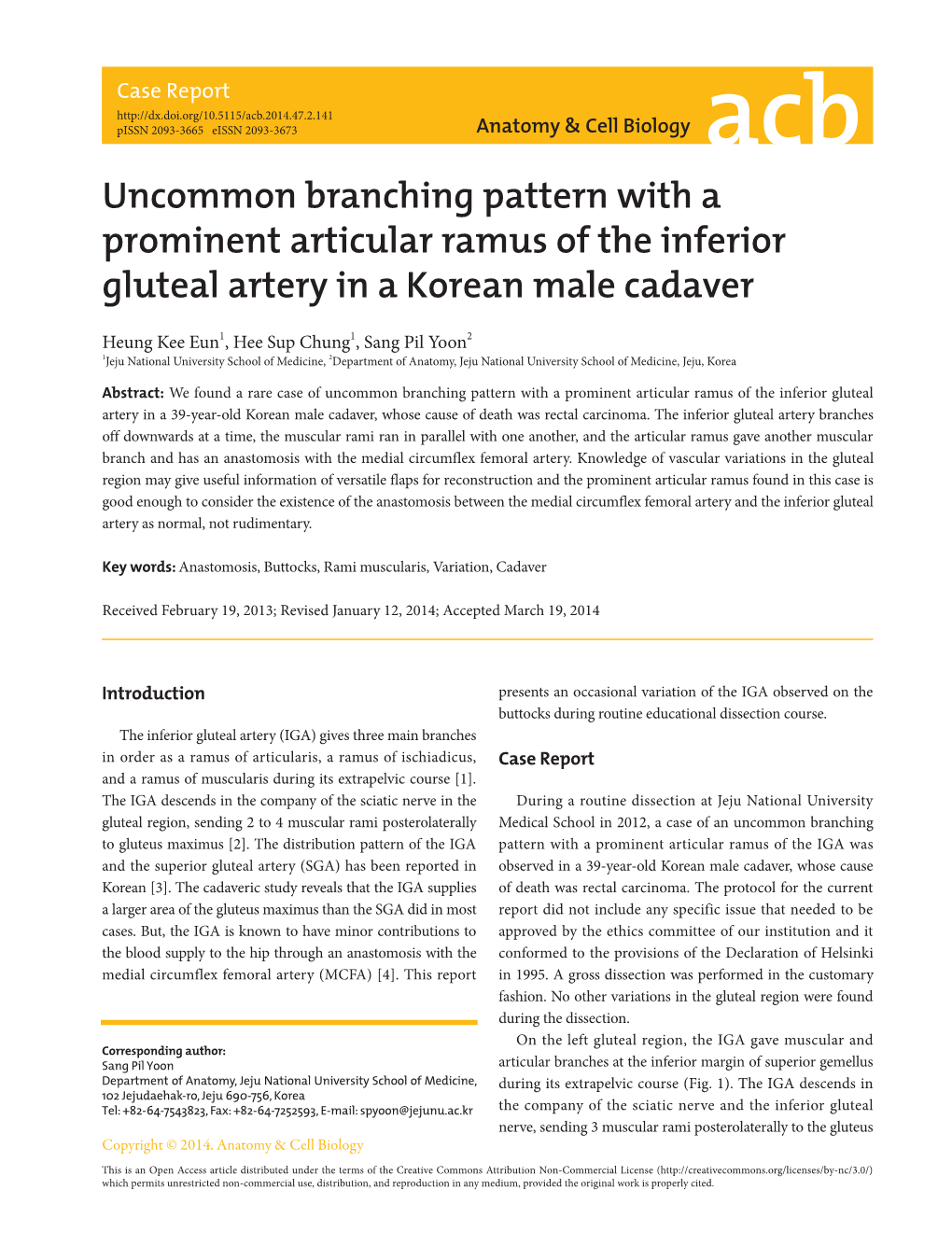 Uncommon Branching Pattern with a Prominent Articular Ramus of the Inferior Gluteal Artery in a Korean Male Cadaver