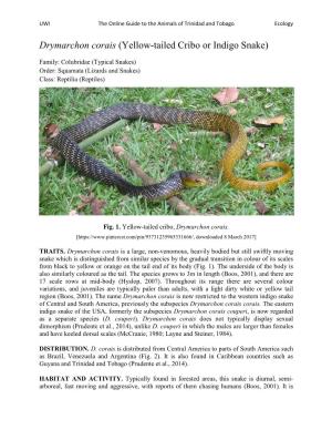 Drymarchon Corais (Yellow-Tailed Cribo Or Indigo Snake)