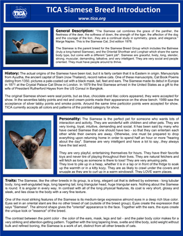 TICA Siamese Breed Introduction