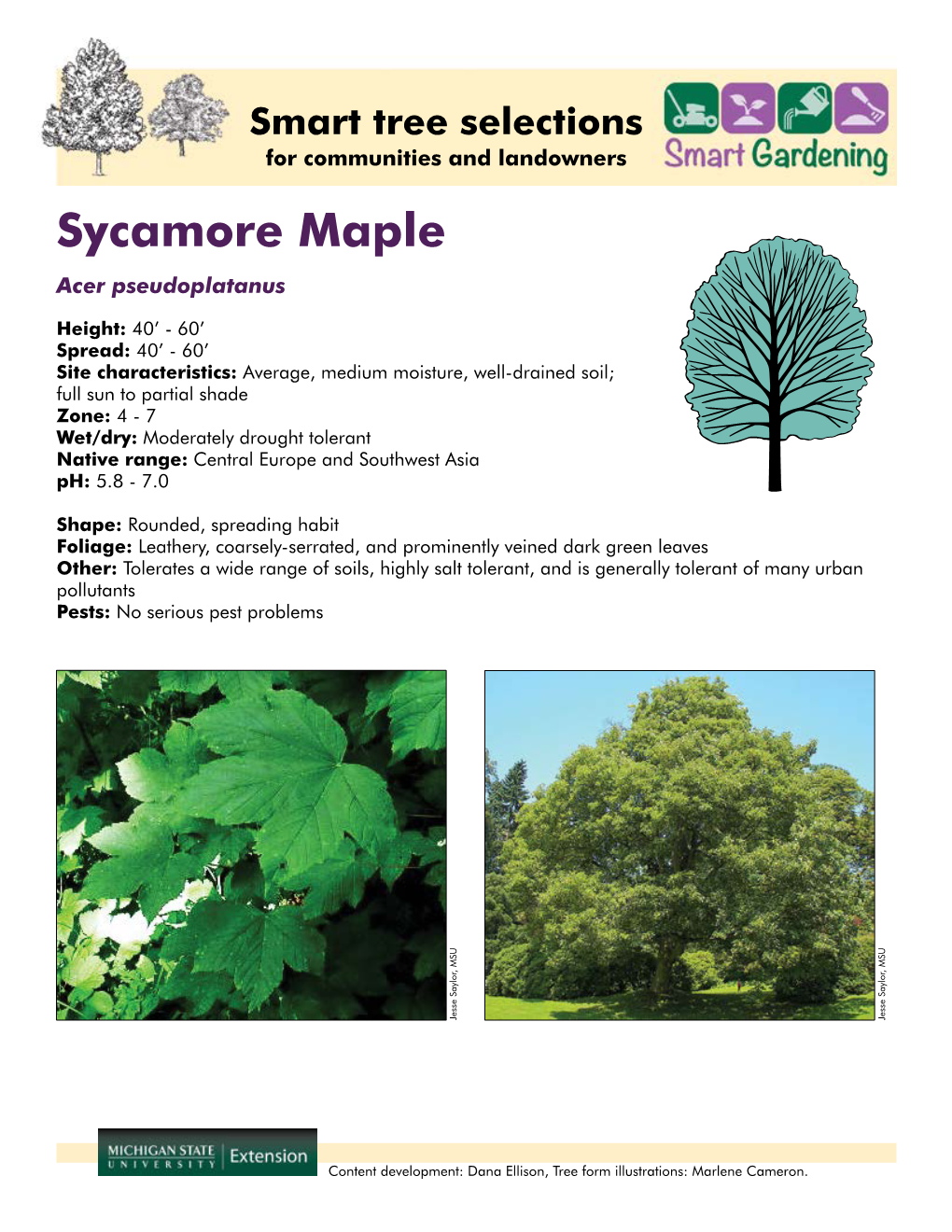 Sycamore Maple Acer Pseudoplatanus