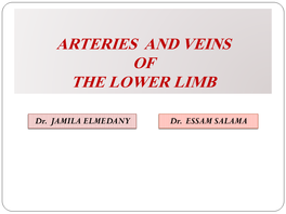 Arteries and Veins of the Lower Limb