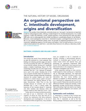 An Organismal Perspective on C. Intestinalis Development, Origins