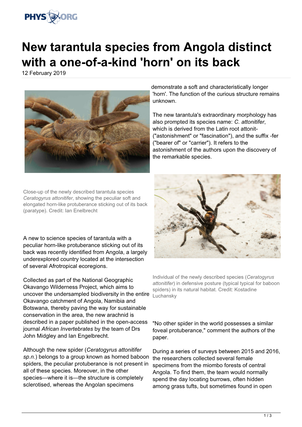 New Tarantula Species from Angola Distinct with a One-Of-A-Kind 'Horn' on Its Back 12 February 2019