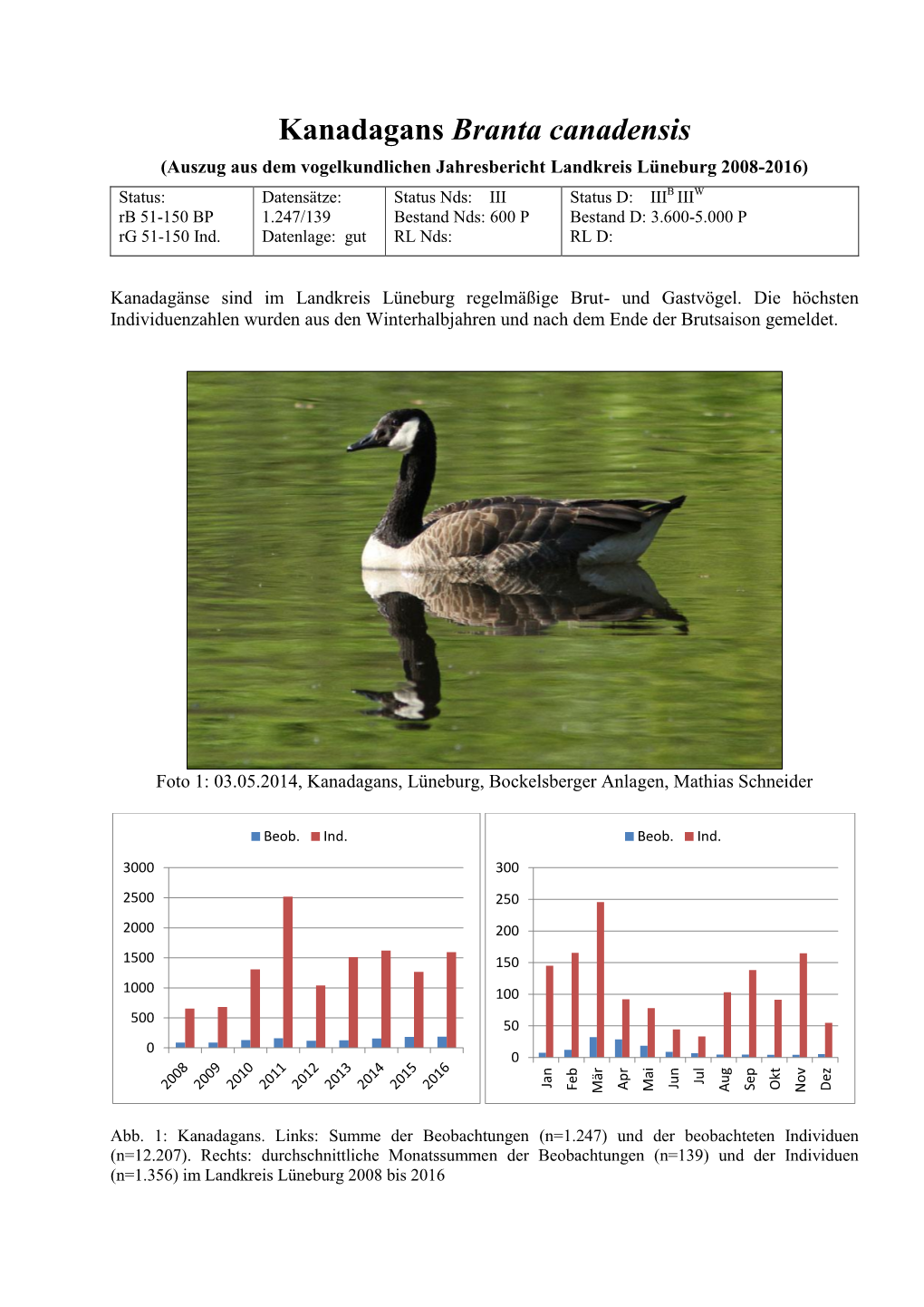 Kanadagans Branta Canadensis