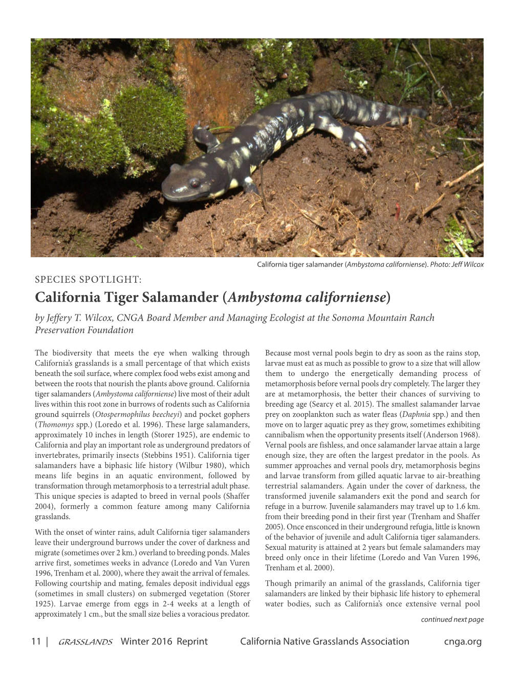 California Tiger Salamander (Ambystoma Californiense)