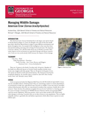 Managing Wildlife Damage: American Crow (Corvus Brachyrhynchos)