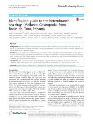 Identification Guide to the Heterobranch Sea Slugs (Mollusca: Gastropoda) from Bocas Del Toro, Panama Jessica A