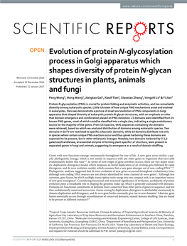 Evolution of Protein N-Glycosylation Process in Golgi Apparatus