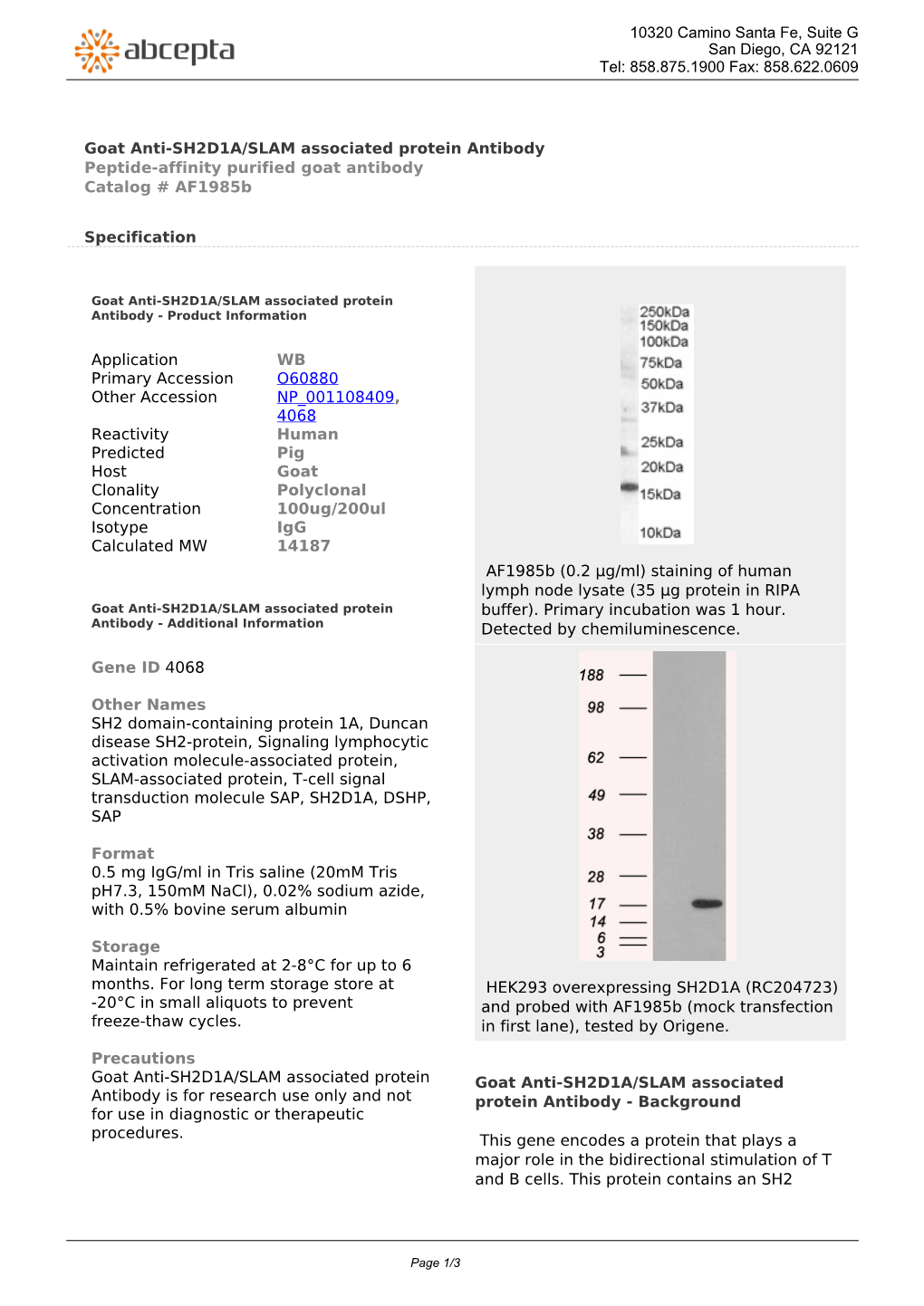 Goat Anti-SH2D1A/SLAM Associated Protein Antibody Peptide-Affinity Purified Goat Antibody Catalog # Af1985b