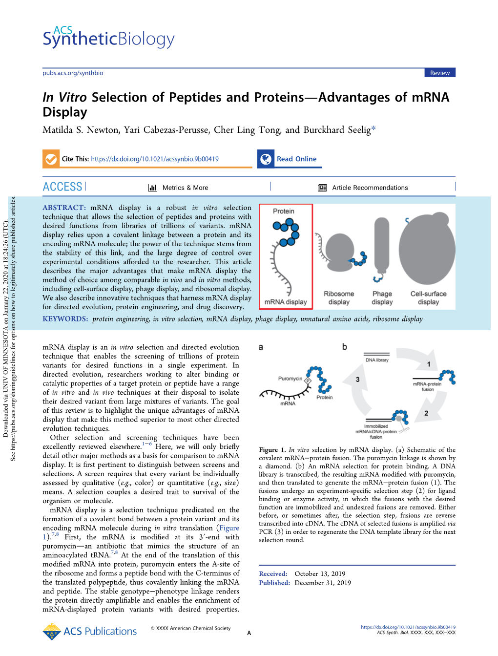 In Vitro Selection of Peptides and Proteins Advantages of Mrna